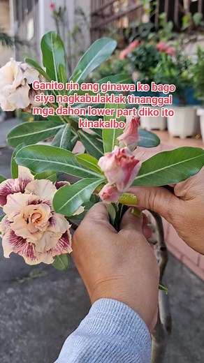 5.3K views · 71 reactions | Defoliating proven na nakakalusog ng halaman at nagiging mabilis ang pagtaas nito  #buhaycontentcreator #plantcaretips #defoliation | Lydia Escoto | Facebook