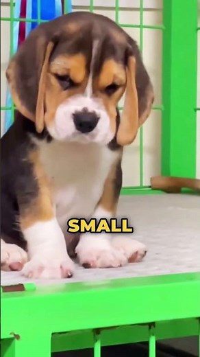 Why Are Small Dogs Meaner Than Big Dogs!