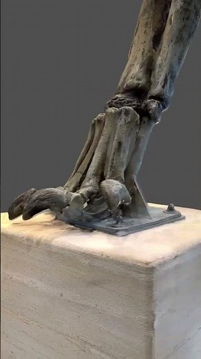 Diplodocus foot #dinosaur #dinosaurs #prehistoric #science #learning #history #fossil #bones