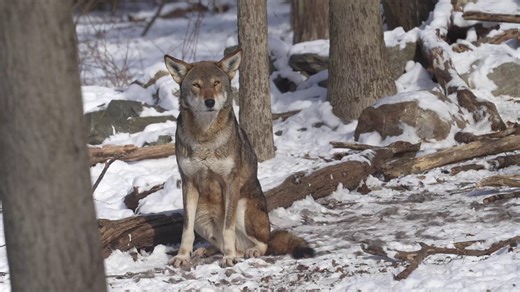 58K views · 4.1K reactions | 25 Days of Wolves | Day 10  Today...