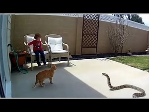 Unbelievable Hero Cat vs Snake Moments Caught on Camera