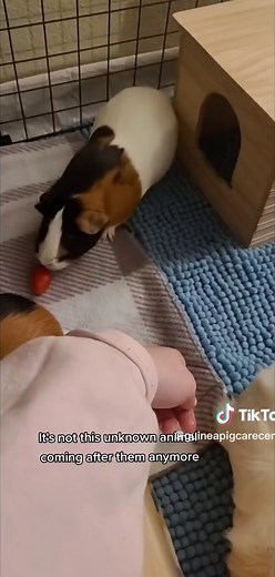 How to Comfort a Scared Guinea Pig | Tips for Handling Anxiety