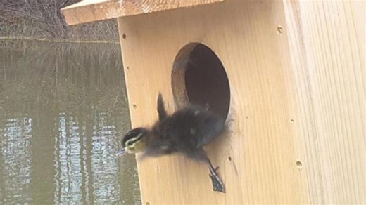 Georgia's wood ducks thrive as nesting box efforts soar. Here's how they work