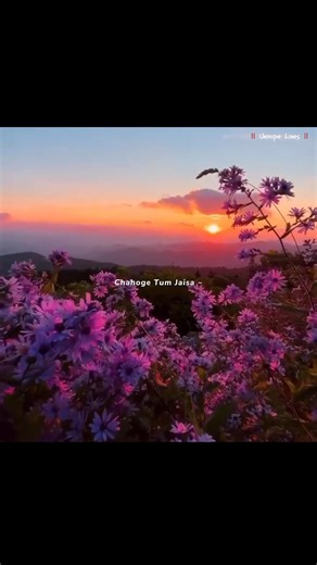 Main Rang Sharbaton Ka 🤍✨ || Aesthetic Lyrics Status #shorts #songlyrics #lyricsstatus #lyricsvideo