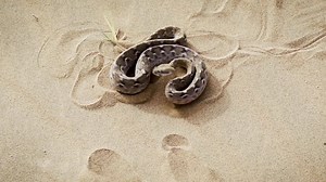 9.6K views · 578 reactions | #DesertNationalPark, Rajasthan An...