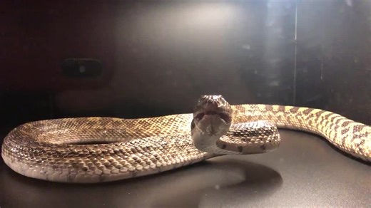 Our Sonoran Gophersnake is hanging out in an empty holding area for just a bit while I clean her enclosure, and she's not happy about any of it. If I reached in there I might expect a nip that could result in some minor cuts, but these are not harmful animals.