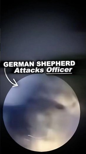 Owner Refused To Control His Dog During Arrest