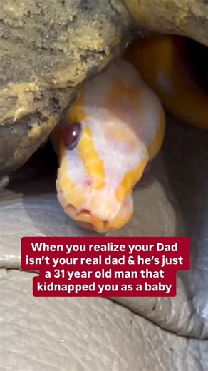 BALLS OF FURY on Instagram: "This discovery left my Ball Python traumatized😂🐍"