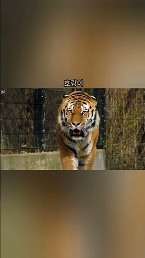 Animal Sounds Tiger Sounds | Tiger Sounds For Kids