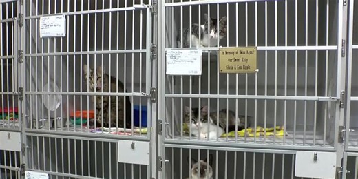 Stray animal problem described as ‘overwhelming’ without a city shelter