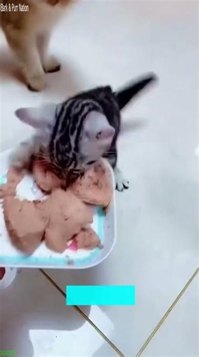 Cat videos ❤️ New Funny Cats 2024 🐱 # Episode 4998