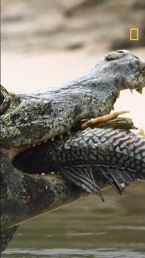 New Series | Up Close with Bertie Gregory | National Geographic MENA