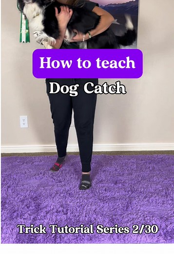 Mastering Dog Dancing: Fun Tricks for Your Border Collie