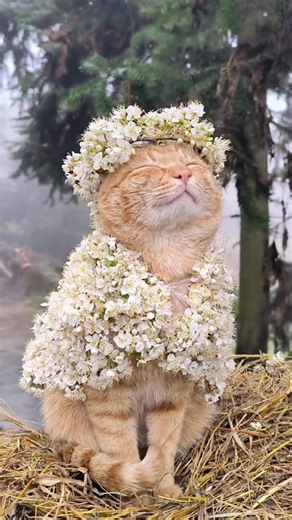 #cat #cute #funnyvideos #fyp #funny #catsoftiktok | Cute Cats Of TikTok