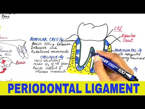 Periodontal Ligament - Overview