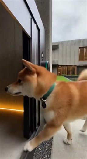 Smart Dog Uses Paw Scanner to Unlock the Door! 😳🐾