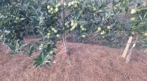 3 comments | A high density apple orchard video by 7889545202 | Kashmir Horticulture | Facebook