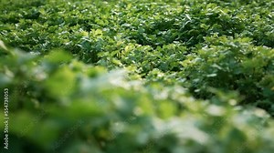 Mustard sprouts growing on farm, vegetable field. Green young blooming plants. Agriculture, plantation, industry, spring day.