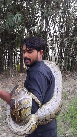 The python snake tried to break my bones 😱by gripping my body. #wildliferescue #python #snake #video