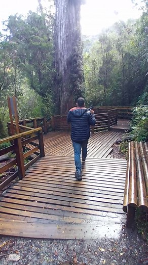 7.5K views · 157 reactions | El Alerce Milenario del parque nacional Alerce Andino | Patagonia Audiovisual | Facebook