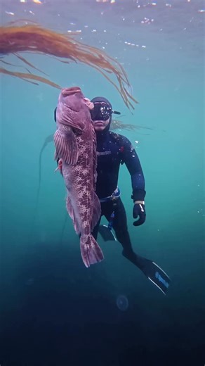 Big Water Guy on Instagram: "Back on the Oregon coast and we scored some epic conditions! Found this ling cod holed up at 51ft and gave him the kebab special"