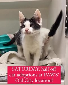 1K views · 99 reactions | This Saturday: cat adoptions are HALF OFF...