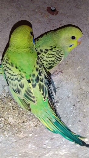 Australian Parrot Birds l Indian birds vlogs#short#birds#parrot_video