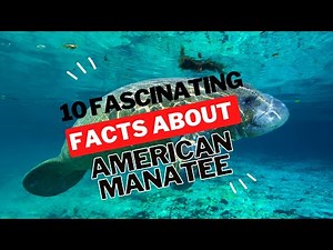 Top 10 Fascinating Facts About the American Manatee