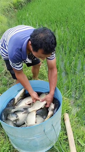 1K views · 227 reactions | Why chinese farmers raise fish in their fields | Lee Yumi | Facebook