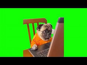 Dog Staring at Computer Meme | Green Screen HD