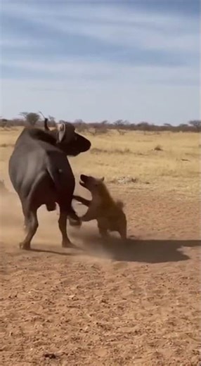 Fearless Hunter! Bold Hyena Engages in Vicious, Persistent Battle with Massive Cape Buffalo!