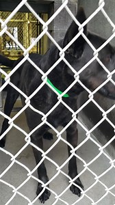 ADOPTED :) #A4221106 "Gabrielle" Intake 3/2 Now ADOPTABLE! Found @ Mountain View & 36th St, PHX Next Door Zip Code: 85028 SO GORGEOUS! And those EARS! 😍 This happy girl came in as a Stray out of Phoenix & like so many others her Owners never came for her so she is now Adoptable & waiting for her forever family to see her! She is listed by the Shelter as an only 4 year old Lab Mix, already spayed, but not microchipped at Intake & about 52lbs. She was SO happy to have some yummy snacks & attentio
