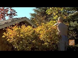 How To Trim Trees and Shrubs
