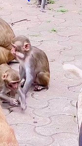 22K views · 190 reactions | Cr-u-el monkey B-i-t-e little monkey scream loudly! #monkey #monkeys #wildmokey #animals #fbreels | Monkey Cute | Facebook
