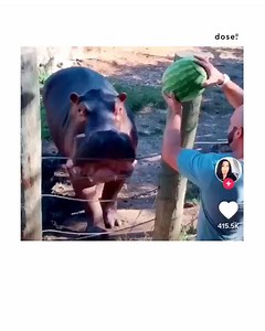 19K views · 52 reactions | Jonathan and Bridgette Joseph put a watermelon in the hippo's mouth, and when it chomped down, blue Jell-O came out, revealing that the baby would be a boy. Jonathan can be heard shouting 'Yes! Yes! Thank God!' | Dose | Facebook