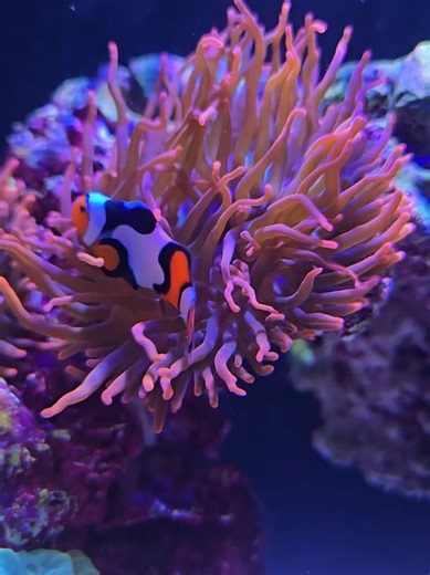 Navigating My Clownfish Dilemma in a Saltwater Aquarium
