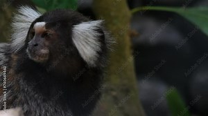 The common marmoset (Callithrix jacchus), also called white-tufted marmoset