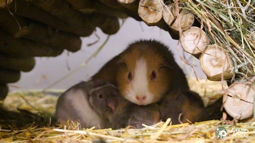 Babyalarm! ❤ Vier Babys gleichzeitig zu bekommen ist für ein Meerschweinchen ziemlich viel. Hier waren grade nach der Geburt alle halbwegs trockengeputzt - die unfreiwillige junge Mama hat alles bestens hingekriegt. Geboren wurden die vier Jungs vor ein paar Tagen. Weil es den Ex-"Besitzern" völlig egal war, dass aus zwei Meerschweinchen immer mehr Meerschweinchen wurden, völlig egal, ob der Bruder mit der Schwester, völlig egal, was aus den Tieren überhaupt werden soll... Die Mama hat immerhin 