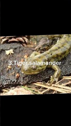 Top 5 AMAZING salamanders to keep as pets!