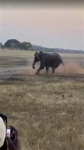 Elephant vs Honey Badger — One Kick #animalbattle #africananimal