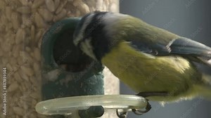 Blue Tit (Cyanistes caeruleus) landing on a garden bird feeder, taking a sunflower seed and flying away. May, Kent, UK. [Slow motion x5]