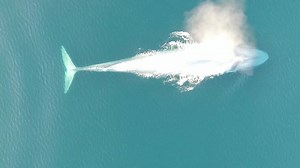 9.1K views · 589 reactions | New Zealand’s only known resident...