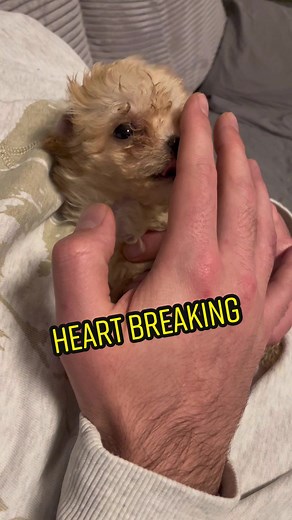 Even the toughest men can’t resist such cuteness 🥰 or can you? #maltipoomia #maltipoo #puppy #puppies #puppylove #cute #cuteness #cutenessoverloaded #heartmelting #hearttouching #love #lovestory #doddad #dog #dogs #dogsoftiktok #puppylife #vlog #doglover #pet #viral #welpe #welpenliebe #hund #hundevideos #fürdich #fürdichpage #fy #fyp #foryou