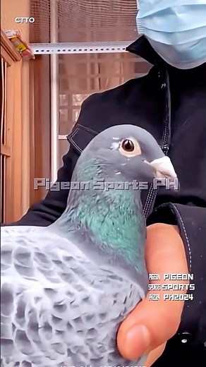 Top breeder #pigeon #birds #kalapati #kabootar #racingpigeon #kabutar #pigeons #animals