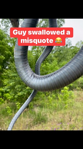 Southern black racer - ⬇️. That was not me coughing 😂 . Guy was looking at the snake as I was holding it and recording then messed up my audio . #reelsviralシ#comedy #funnycoughing #snake #wildlife | Shaun Jones Jr