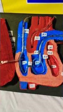 Internal Structure Of Heart | Class-10 | #science #school #scienceexperiment