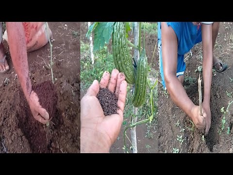 How to apply Guano and Complete Fertilizer follow the step by steps