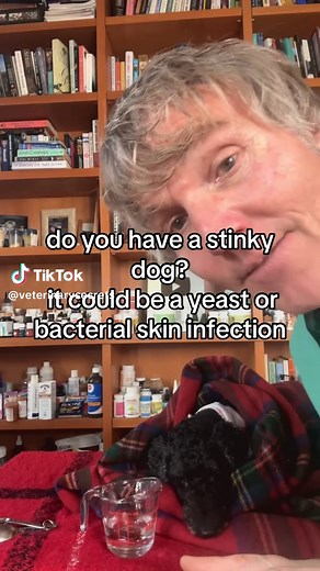 DIY Stinky Dog Shampoo for Healthier Skin