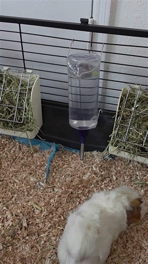 "Guinea pigs are called "guinea pigs"because of their pig-like squeals... | guinea pig