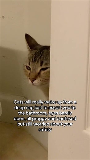 my purrfect protector 💕#cats #cat #pets #catlovershroom